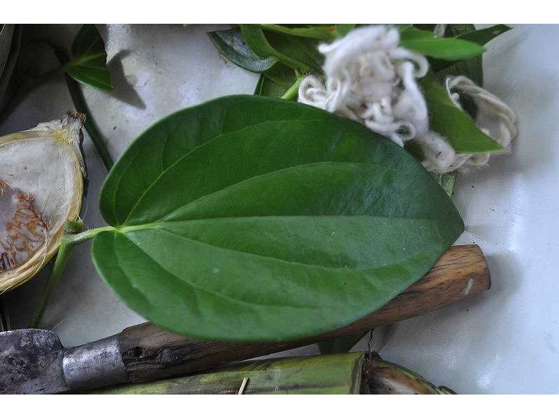 -betel leaf-even ribs